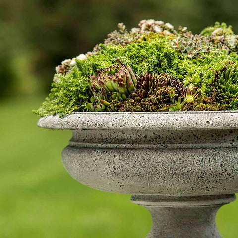 Palazzo Rustic Urn by Campania International Planted with Succulents