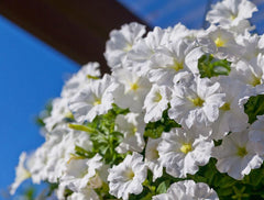 Dream Petunia