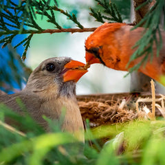 Male and Female Cardinal Nesting