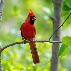 Male Cardinal perched on a branch.