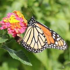 Monarch on a Lantana Flower