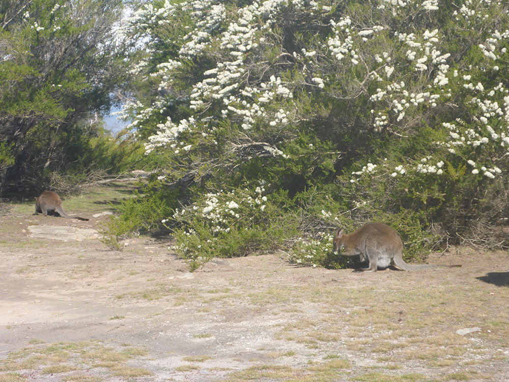 Wallaby seeking protection from Ticks under the Kunzea ambigua plants