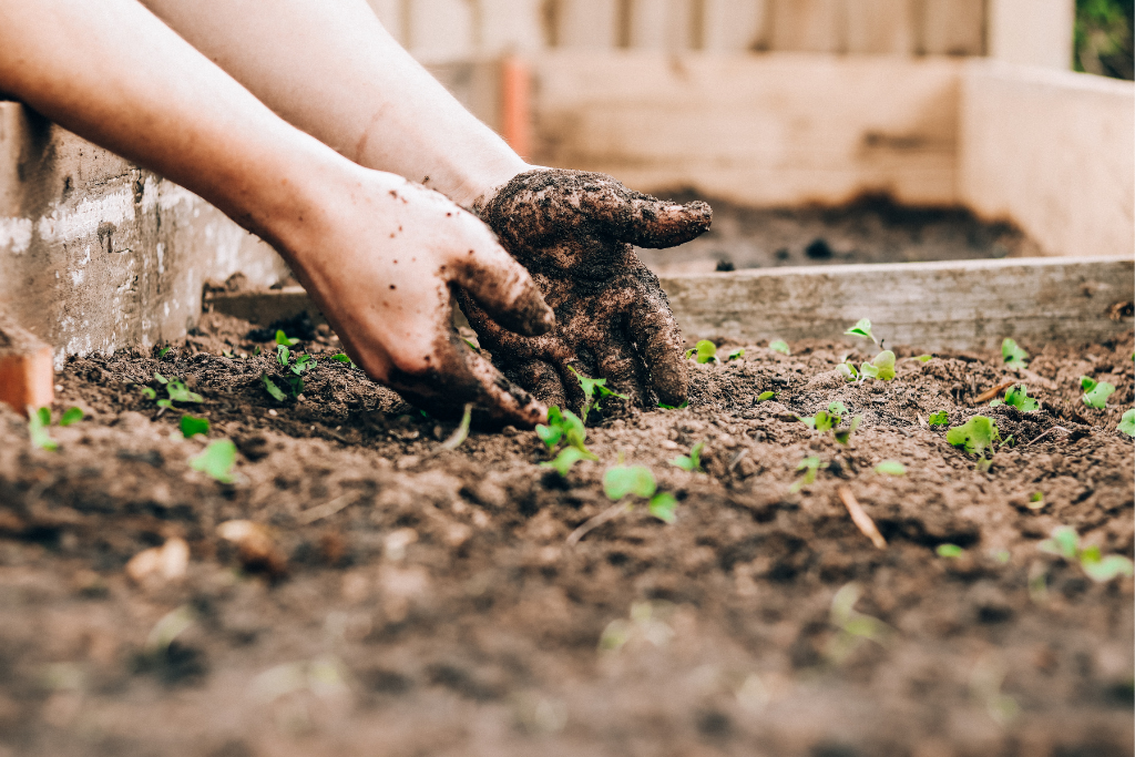 planting trees