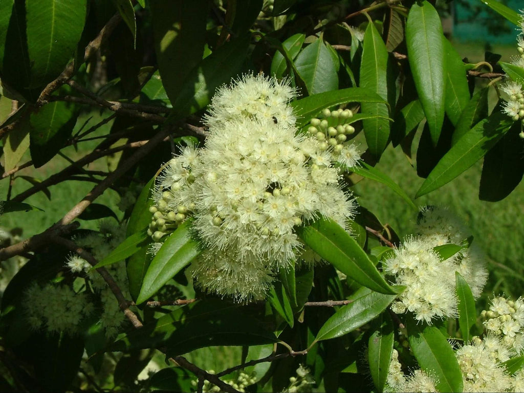 Lemon Myrtle