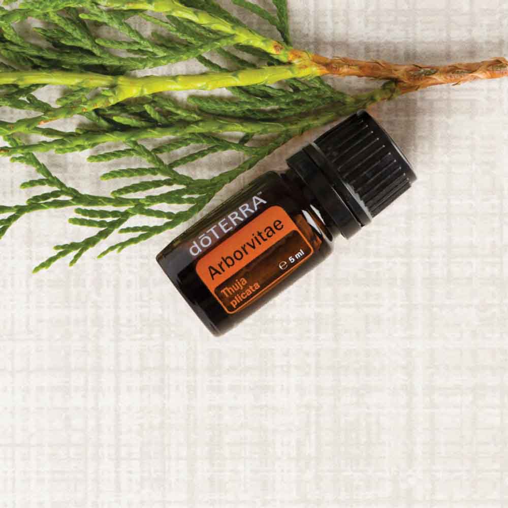 Дотерра масло ели. Туя DOTERRA. Черная ель эфирное масло ДОТЕРРА. Масло туи ДОТЕРРА. Эфирное масло базилика ДОТЕРРА.