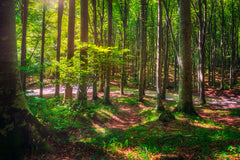 Beechwood Forest