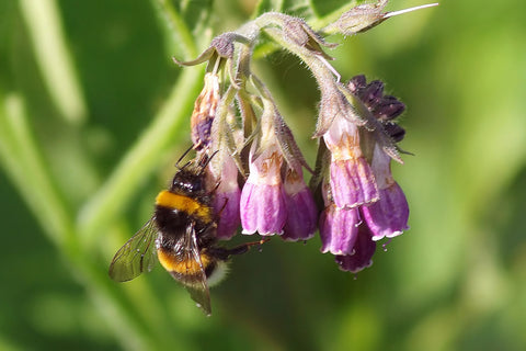 comfrey - kerstin's nature products