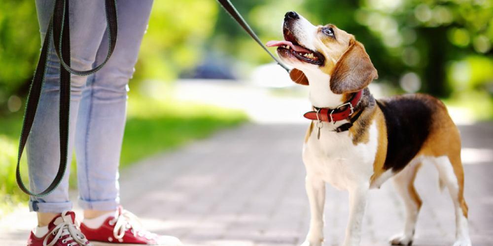 best obedience training for dogs near me