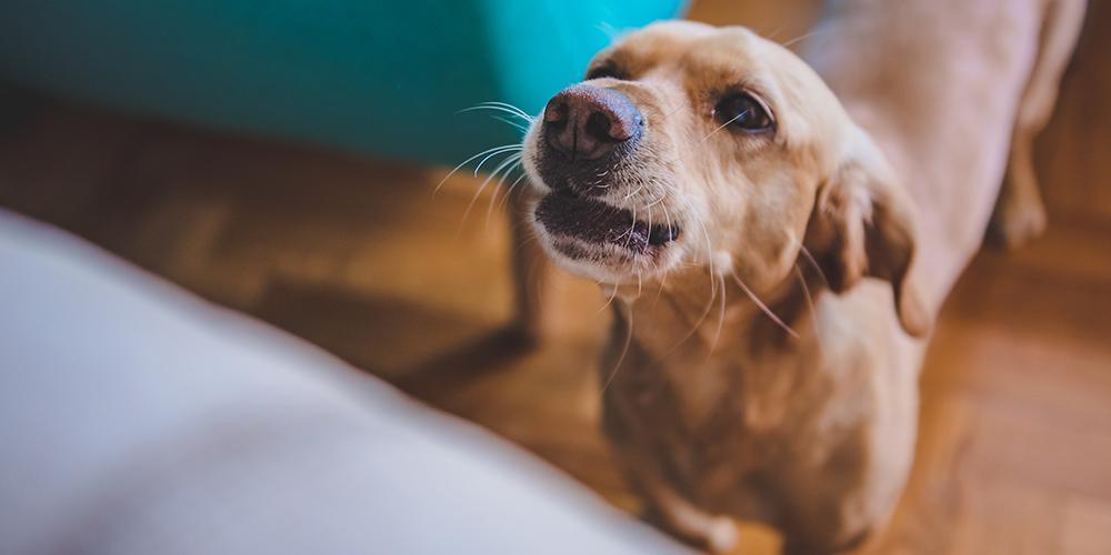 how to stop your dog barking at the door