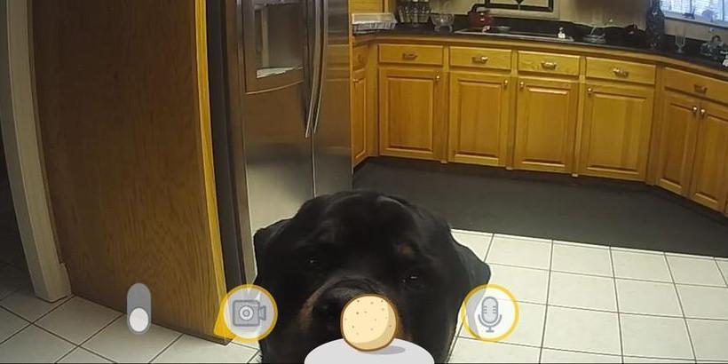 Furbo Dog Camera Review from a Professional Dog Trainer