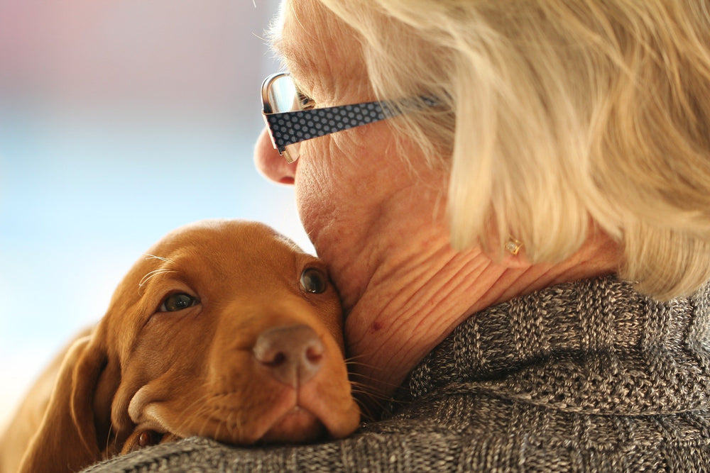 senior dogs for seniors