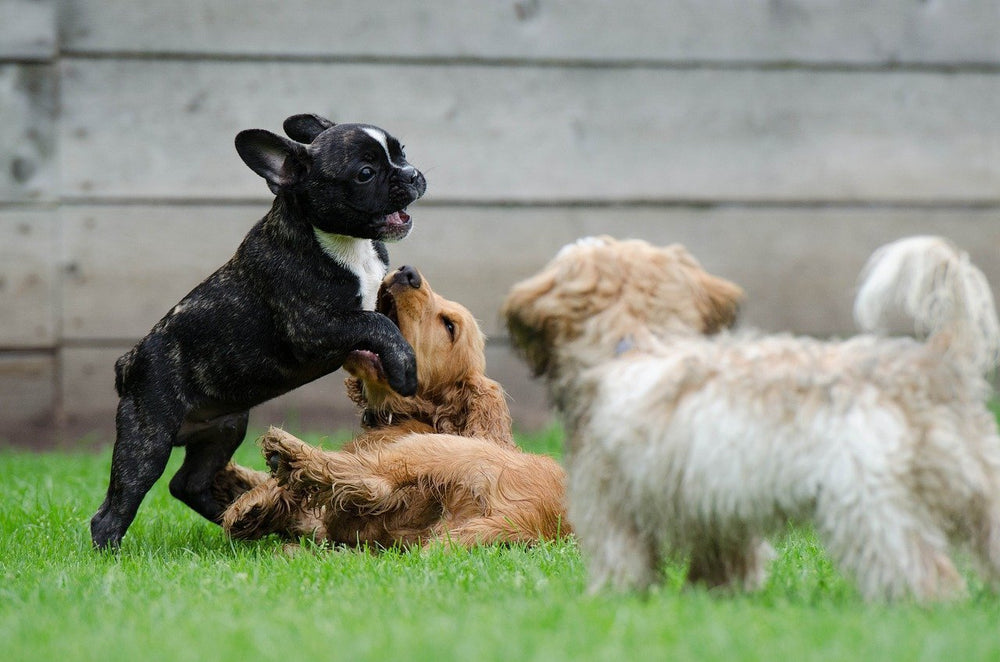 Dog Breeds That Love Other Dogs | Top 