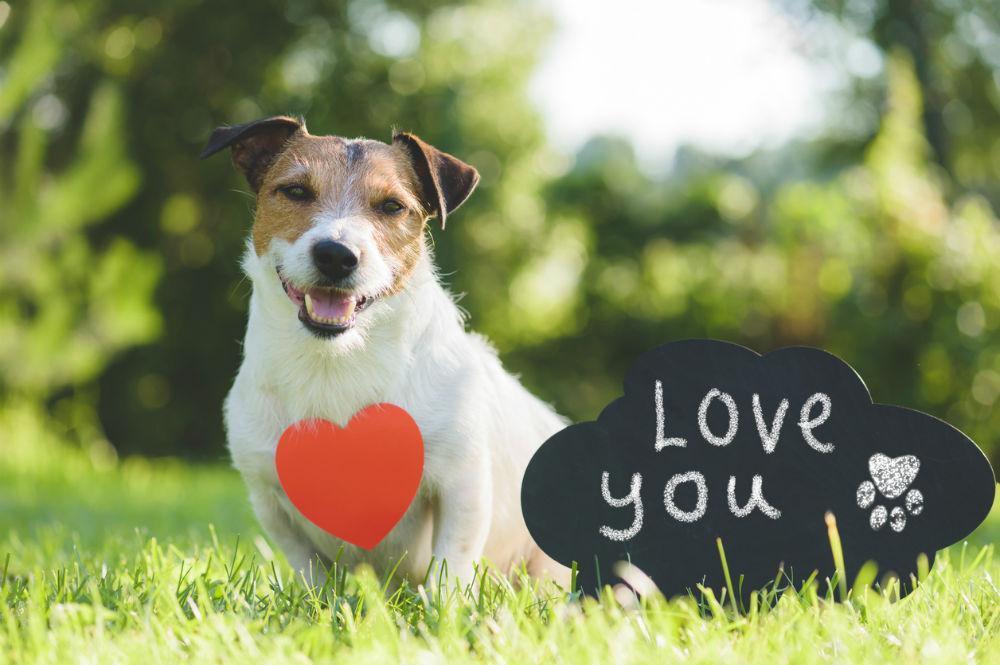 How to Tell If Your Dog Loves You | Top 5 Signs | Furbo Dog Camera