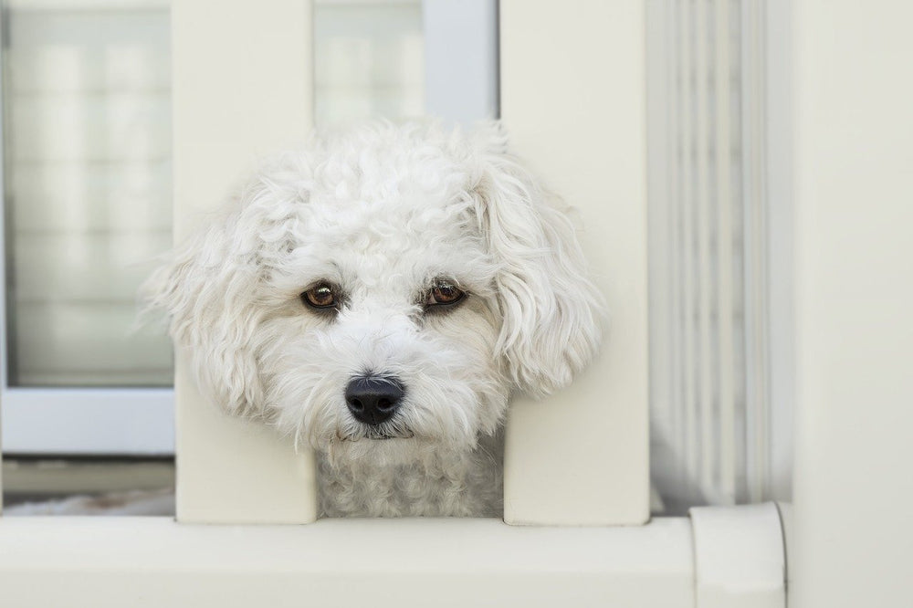 dog breeds with separation anxiety