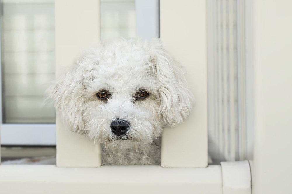 anxious dog breeds