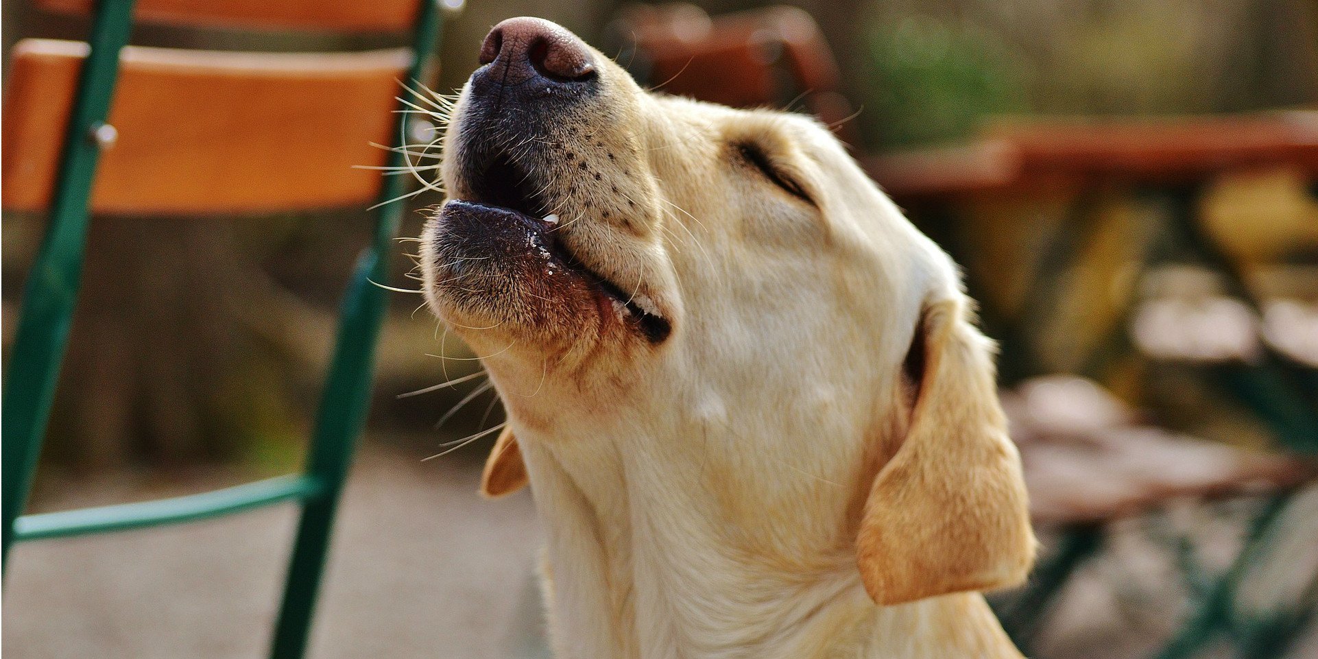 what does it mean when a dog howls with you