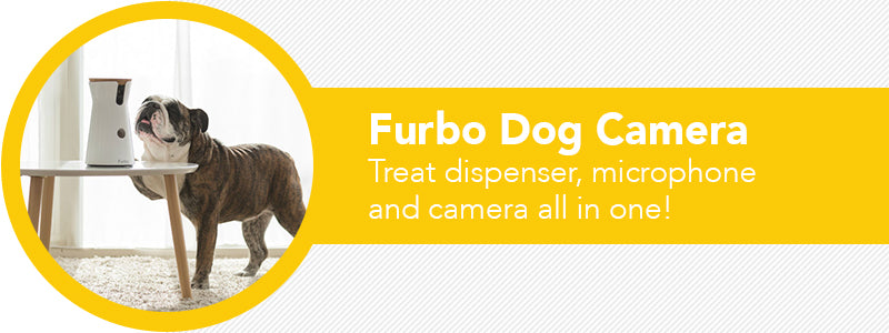 interactive dog camera