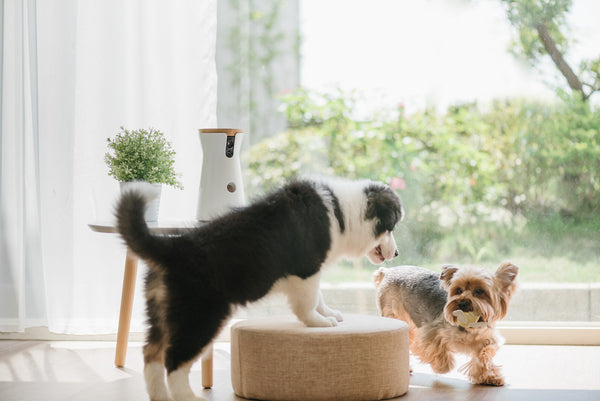 two dogs playing with furbo watching