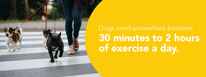 dog daily exercise