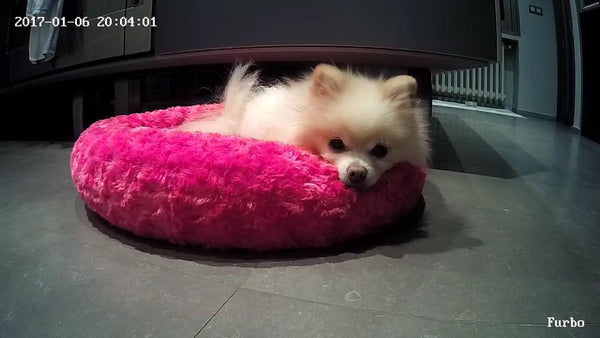 pomeranian