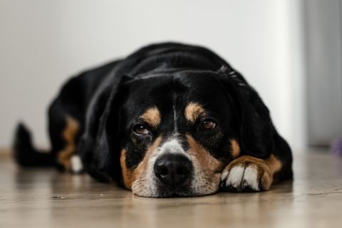 Dog waiting for owner at home alone 