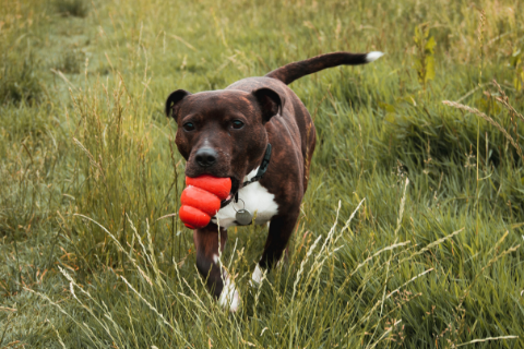 Brown and white staffordshire bull terrier holding a red Kong dog toy in its mouth while walking on the grass