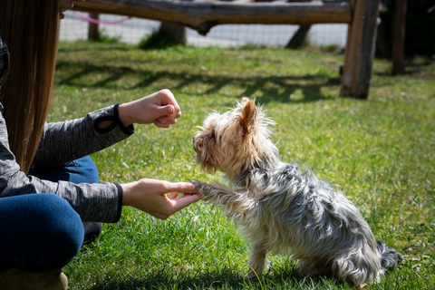 Yorkshire Terrier shaking paw with female owner holding a treat 