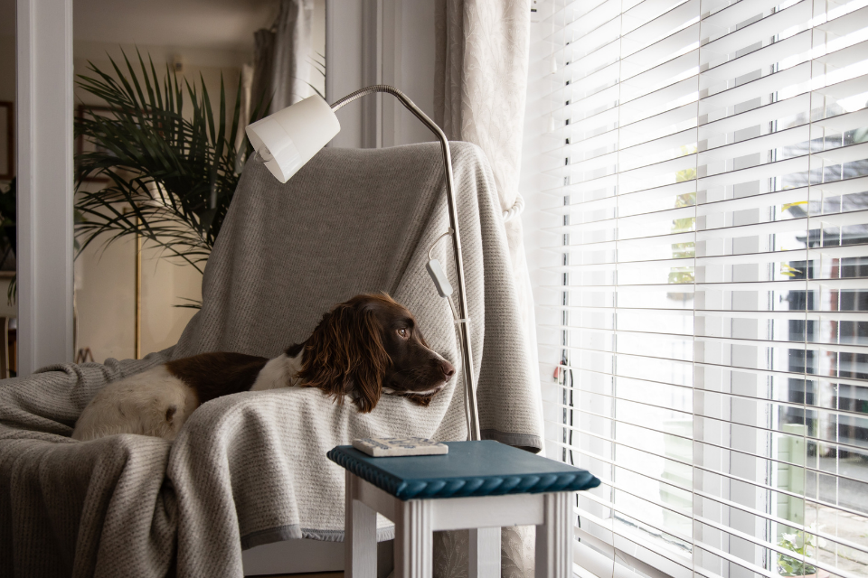 Brown and white dog sitting on a couch staring outside a window 