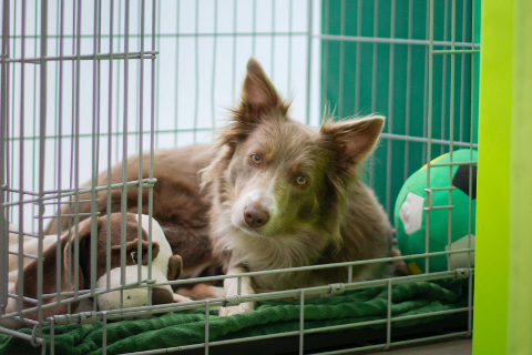 Dog lying in a crate with a green blanket, a stuffy toy, and a toy soccer ball  