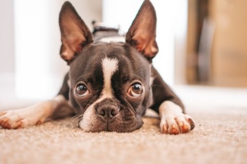 boston terrier puppy lying on the floor of a room 