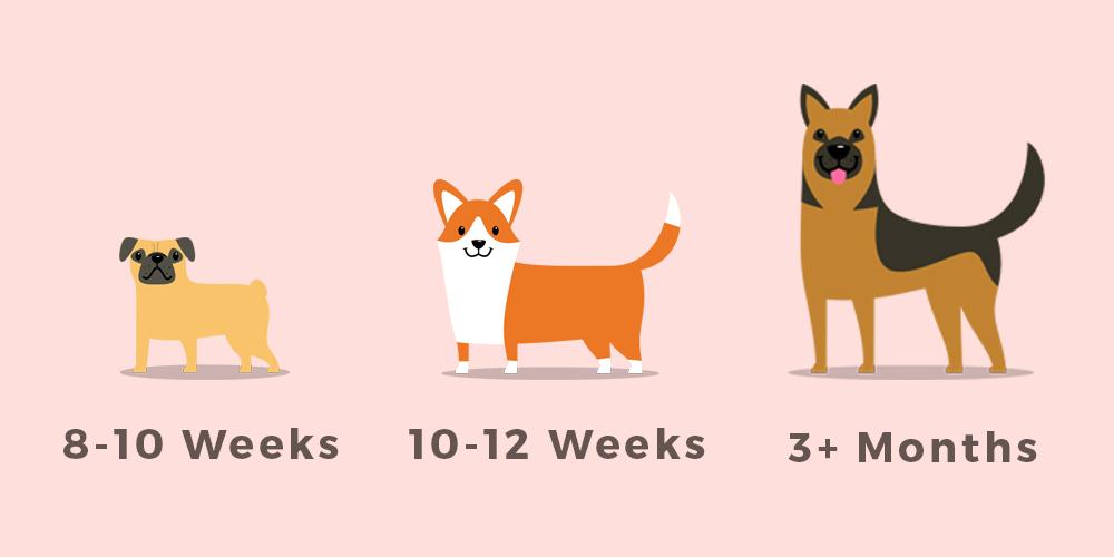 Three stages of puppy development from 8 to 10 weeks, 10 to 12 weeks, and 3+ months 