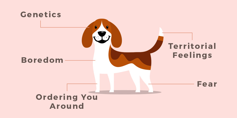 How to keep a dog from howling when you leave