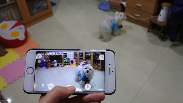 A person using Furbo to watch her furbaby on a phone screen monitor 