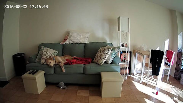 Using Furbo watching Dog sleeping on the sofa 