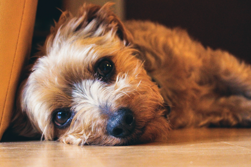 Small brown fluffy dog starring into the camera lens