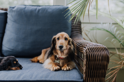 Two dachshund dogs staying on a blue couch 