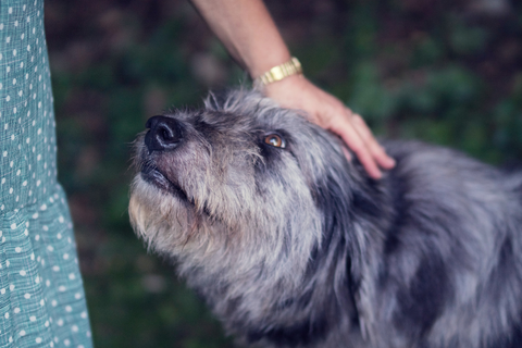 Medium sized grey fluffy dog petted by a girl wearing blue dress with white polkadot prints 