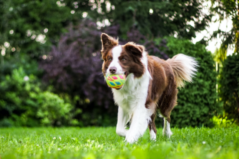 Dog playing fetch on a patch of grass in the park 