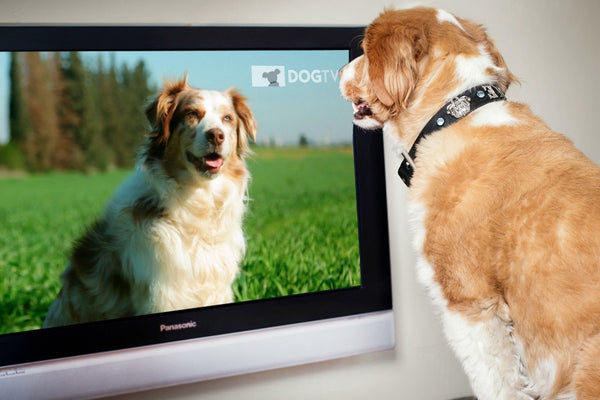 dog-tv