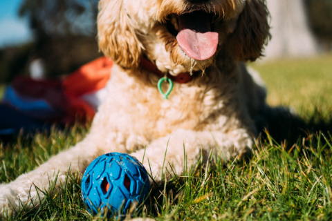 Brown poodle playing with a blue interactive dog toy ball on the grass 
