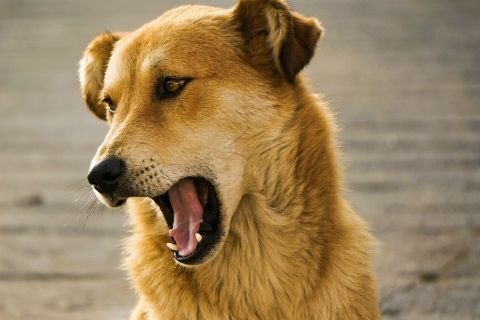 Yellow mixed dog barking 