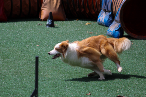 Dog completing a competitive obstacle course with clicker training 