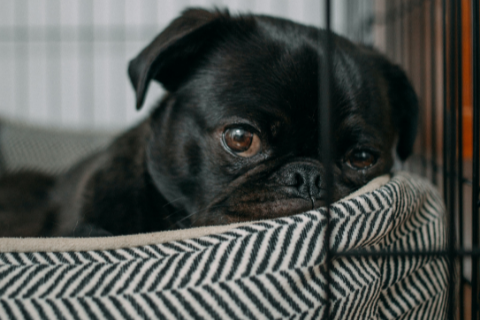 black pug lying in a soft stripped patterned dog bed placed in a dog crate 