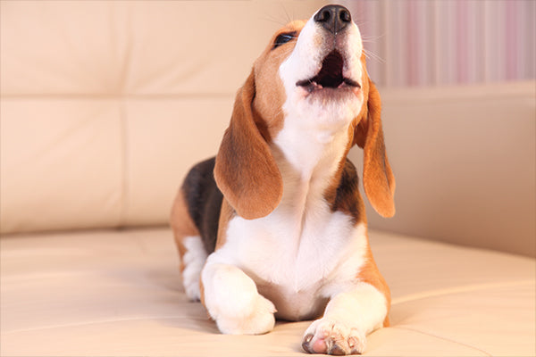 barking beagle waiting for human to come home from work