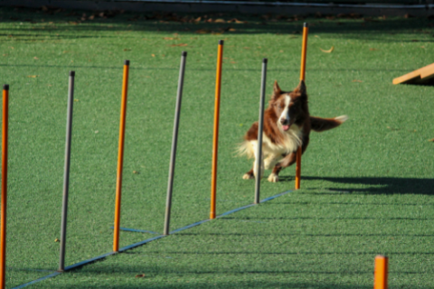 Dog training for an obstacle course with clicker training 