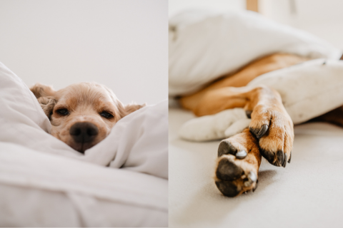 Two pictures of dogs sleeping on a soft white bed 