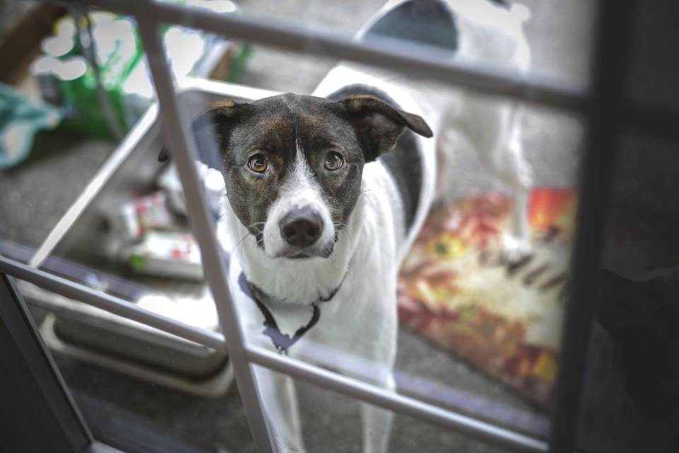 Black and white dog waiting outside a glass door