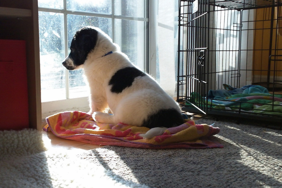 Small black and white puppy sitting next to a crate looking outside a window 