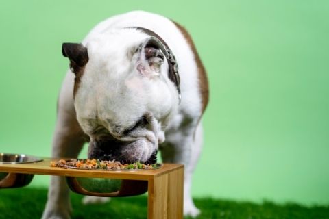 Dog eating raw food from a raised dog food stand 