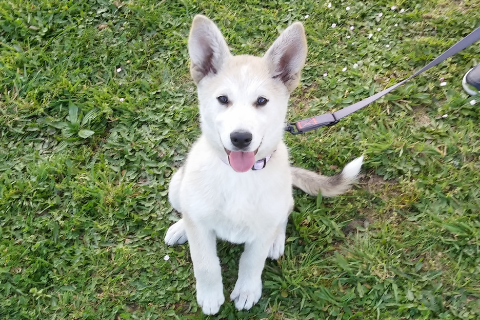 Husky puppy sitting on the grass looking at the camera 